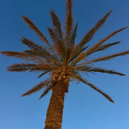 La Cigale * Le Grau d'Agde